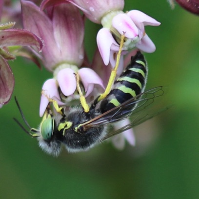 Sand Wasp
Bembix americana Sand Wasp
Bembix americana